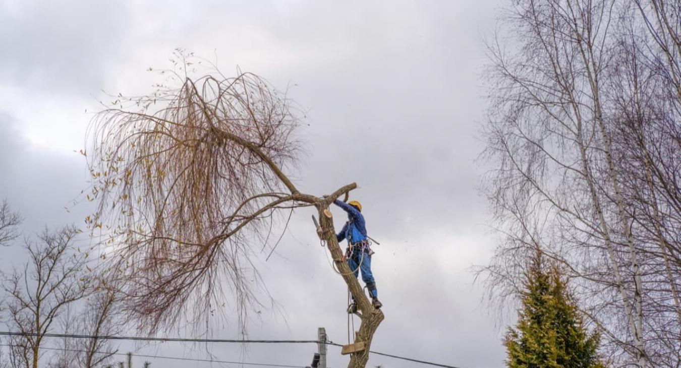 Élagage & abattage avec camion nacelle