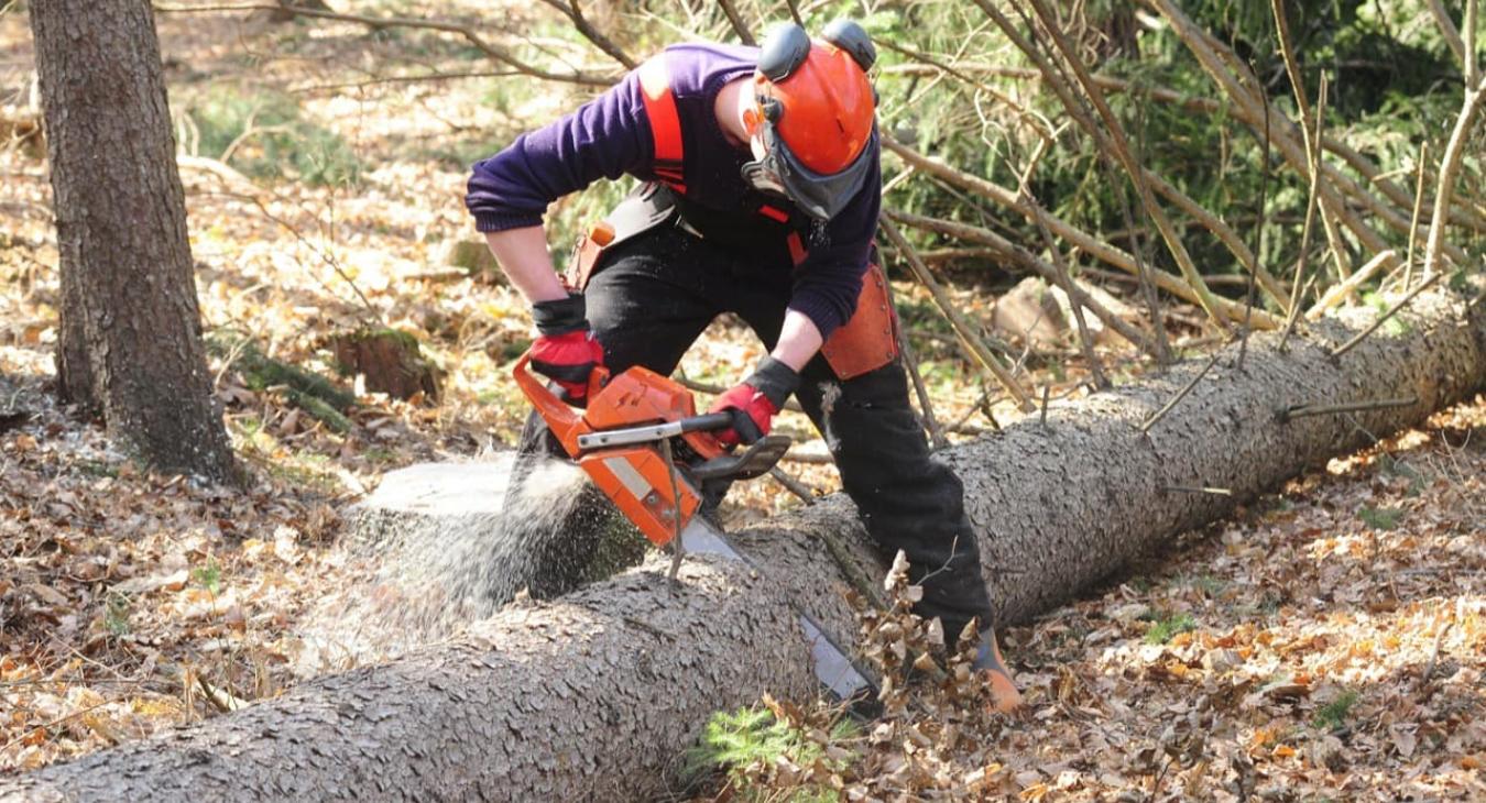 Abattage & Dessouchage