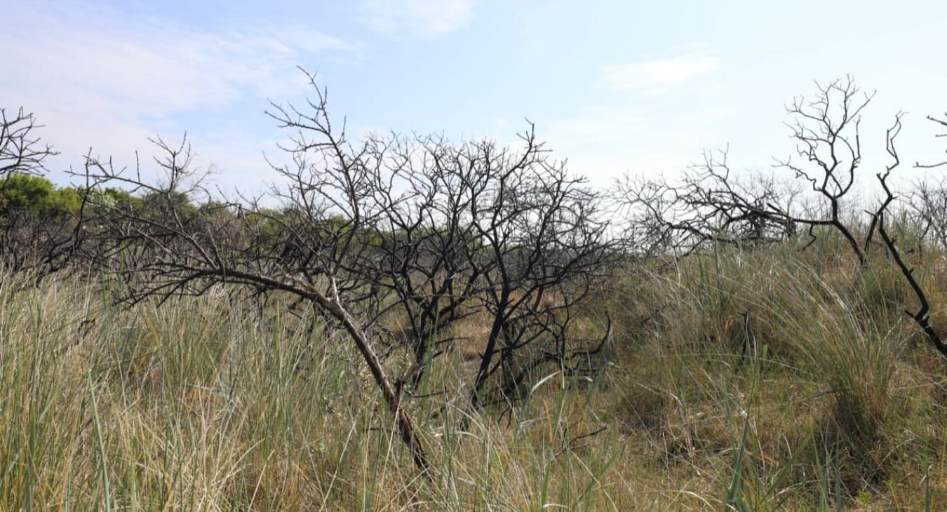 Taille de haies & Débroussaillage