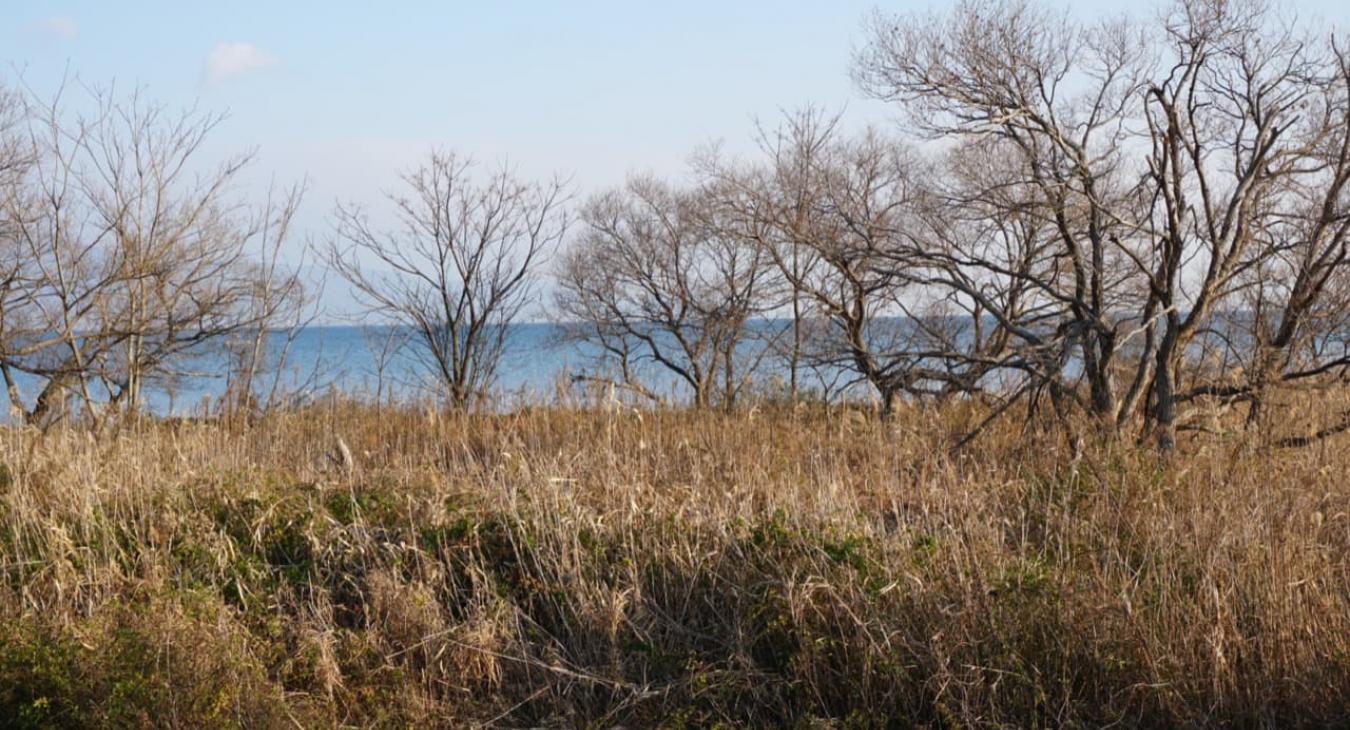 Taille de haies & Débroussaillage